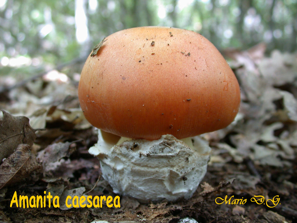 Amanita caesarea fotog. il 10.07.09.